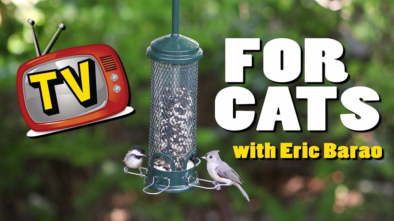 TV For Cats! with Eric Barao