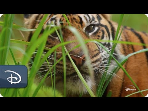 'Magic of Disney’s Animal Kingdom' - Cast Share the Secrets to Spicing Up Animal Playtime