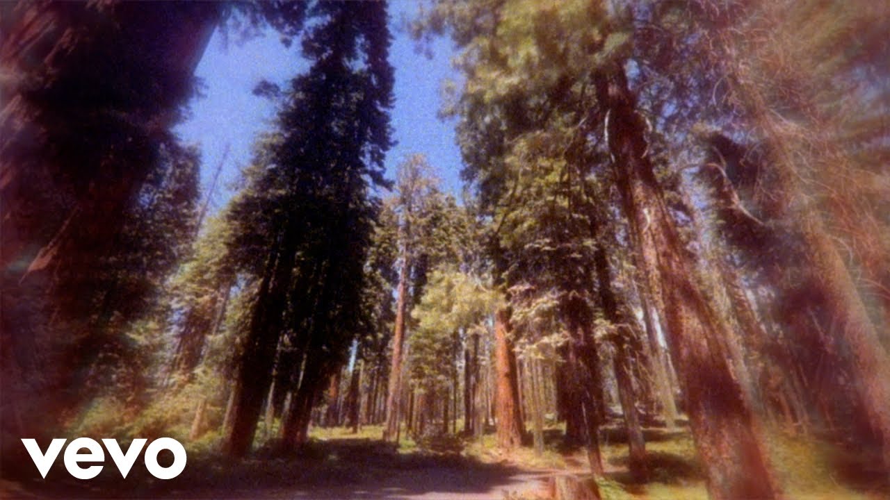 Cam - Redwood Tree (Lyric Visualizer)