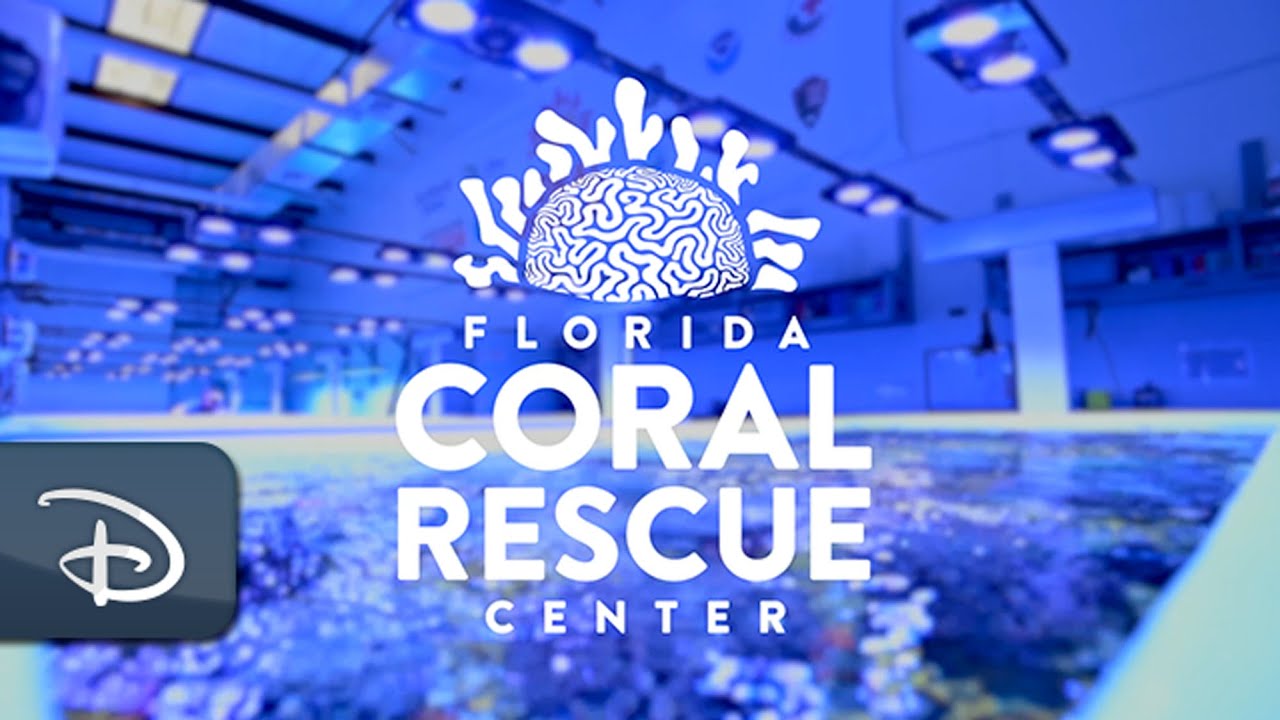 Disney Helps Save Florida’s Coral Reefs | Disney Parks
