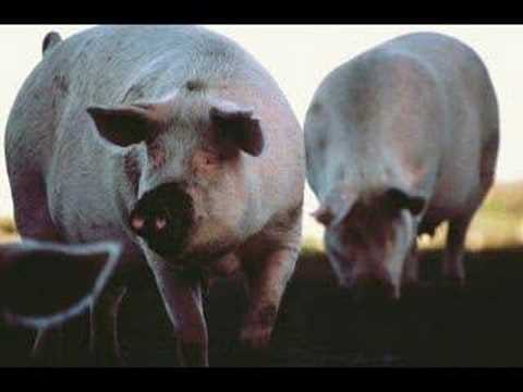 DJ Koze - Deine Reime Sind Schweine