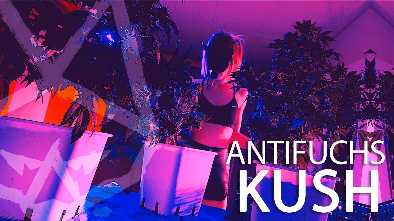 Antifuchs - Kush (Official Video)