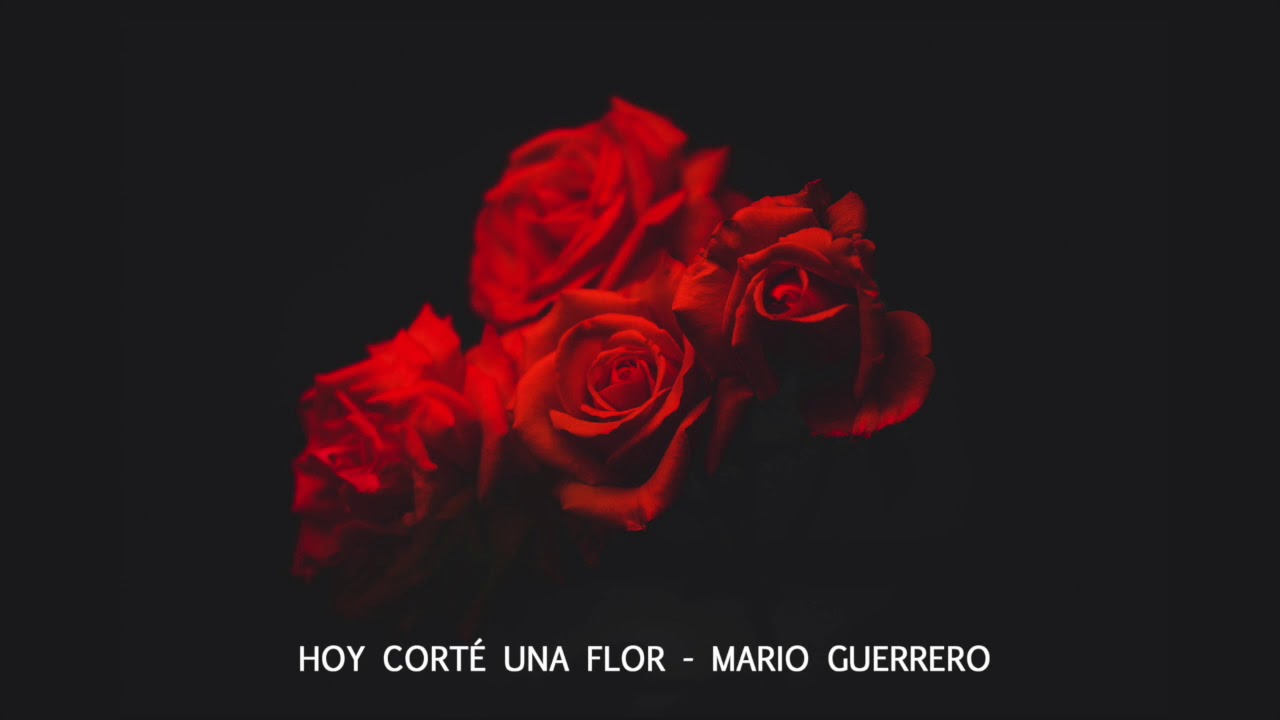Mario Guerrero - Hoy corté una flor - Audio Video