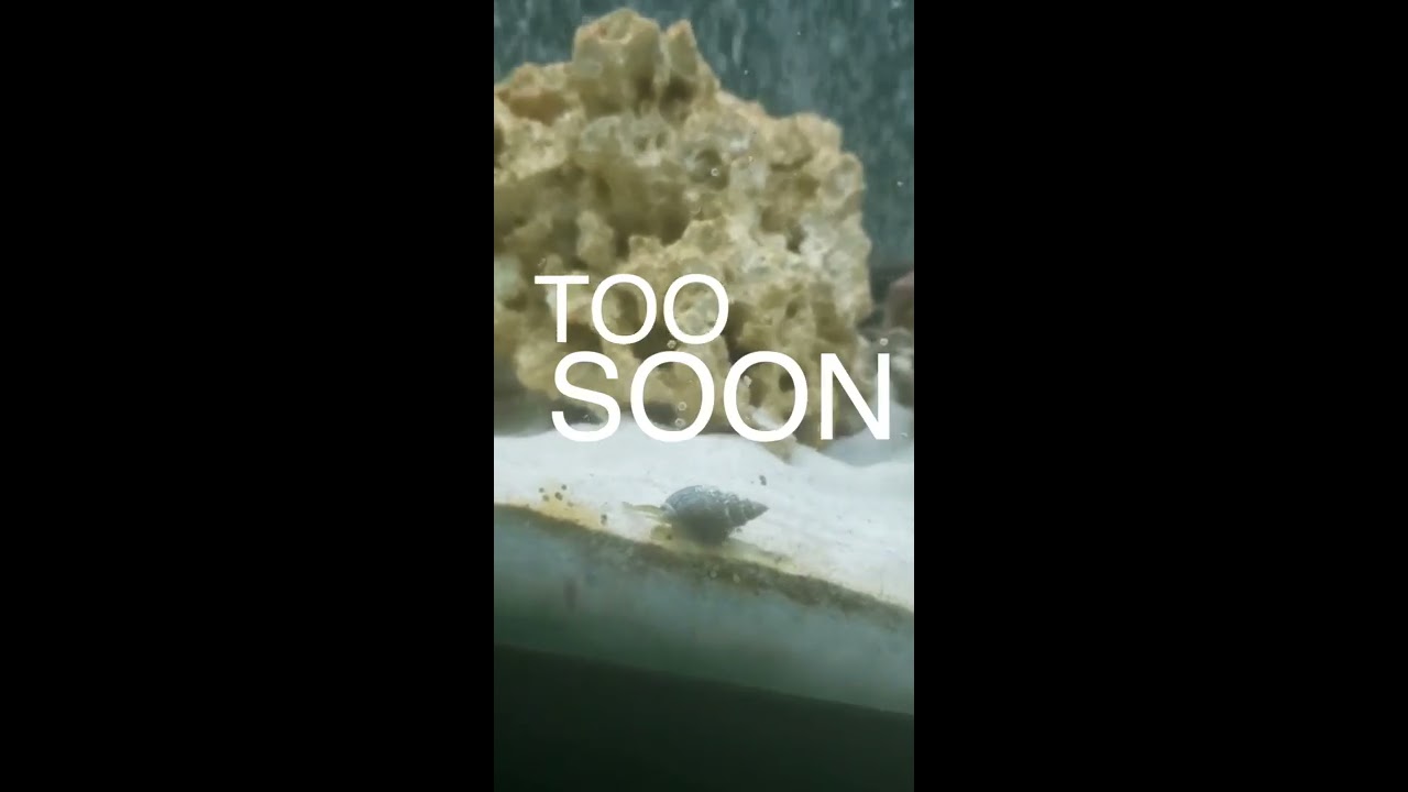 "Too Soon (Too Soon)" Lyric Snail Video