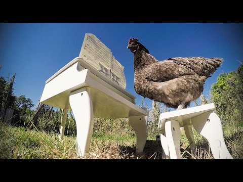 Igorrr - Chicken Sonata [Full version]