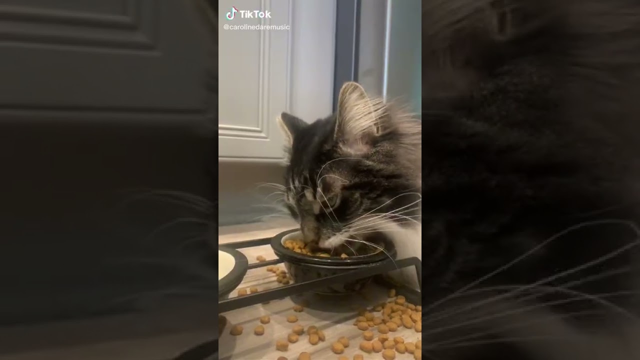 LOOK AT THE MESS AROUND HIS BOWL