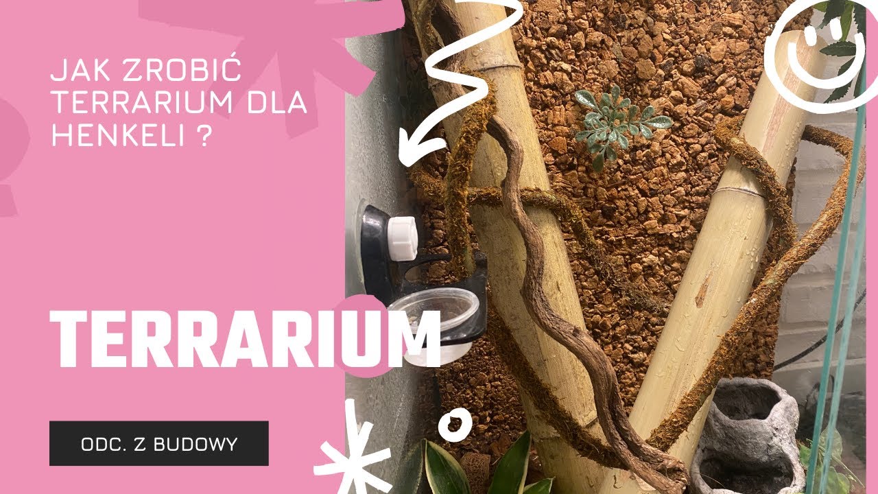 Jak zrobić terrarium dla gekona Henkeli ?
