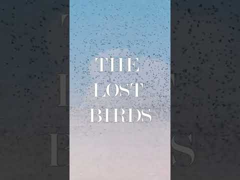 'The Lost Birds' - Out Tomorrow!