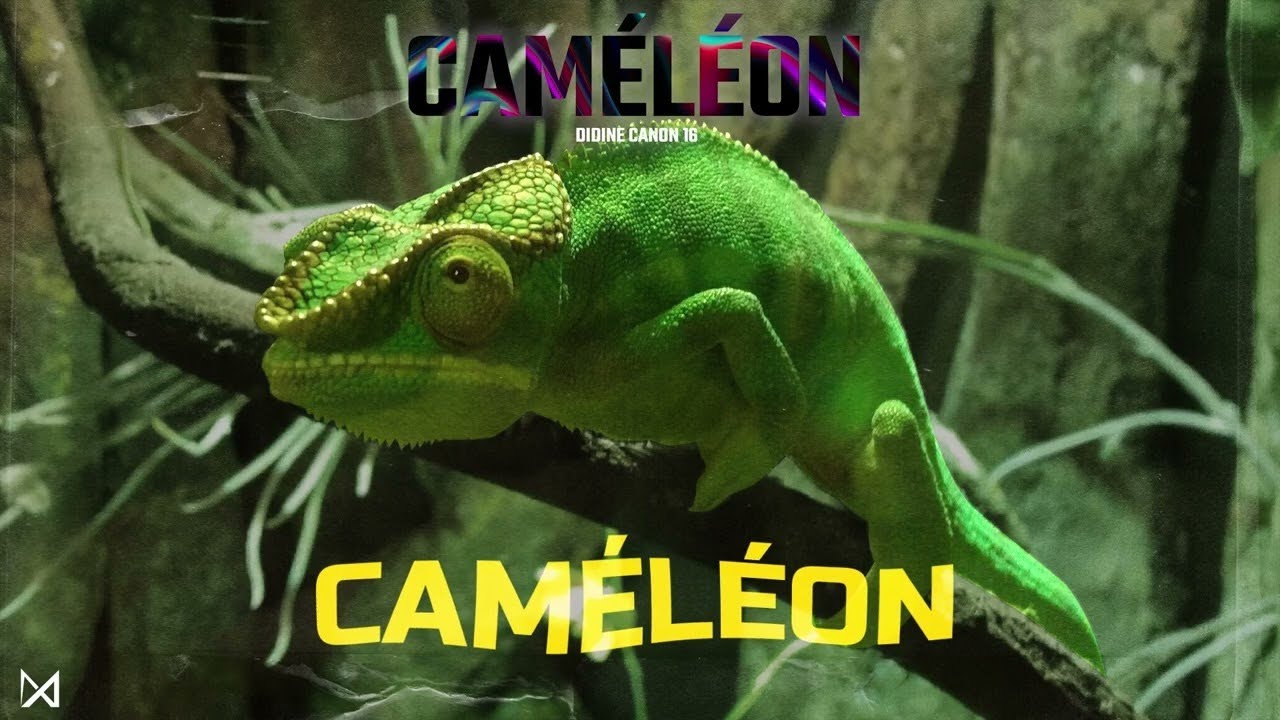 Didine Canon 16 - CAMELEON