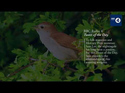 BBC Radio 4 | Tweet of the Day | Sam Lee on the Nightingale