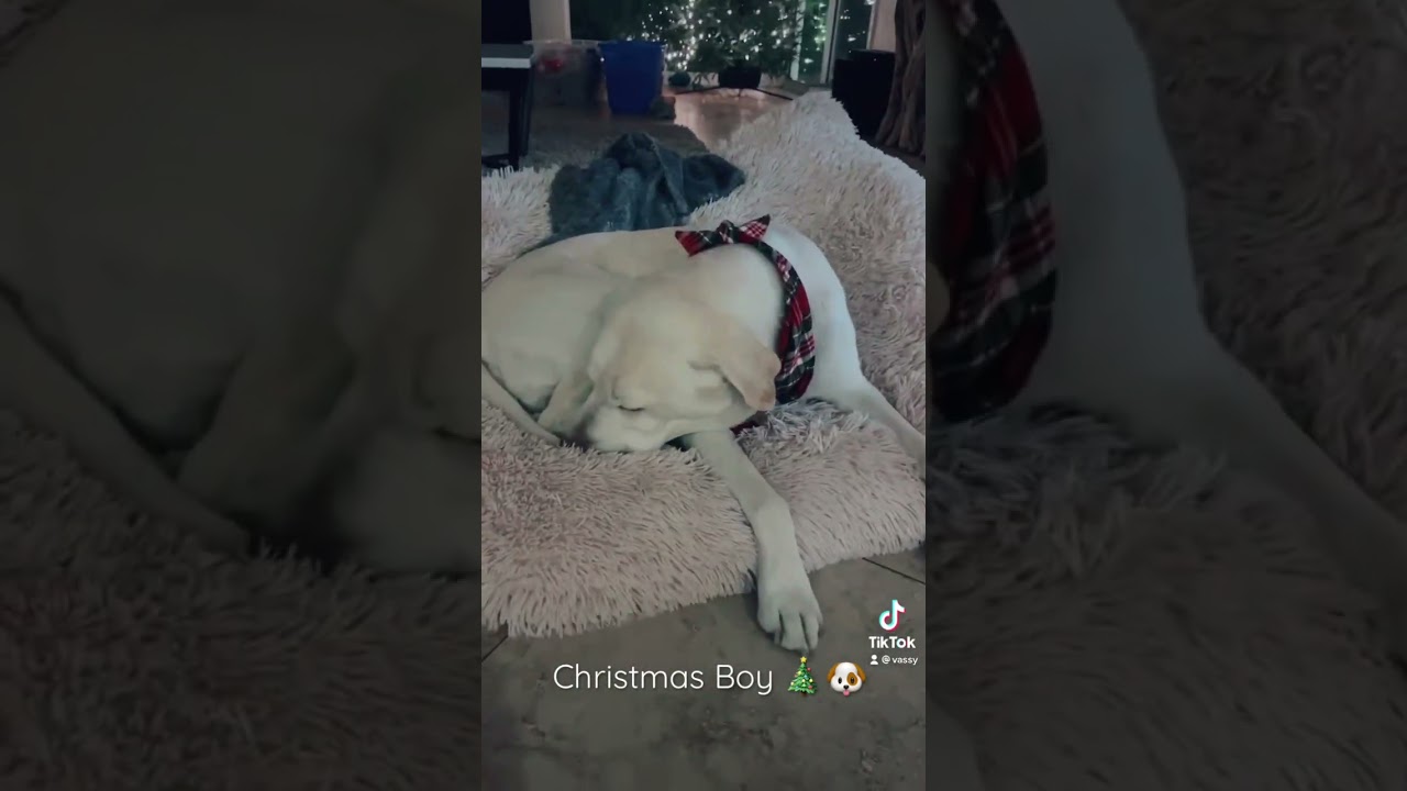 Doggy Christmas 😂 🎄