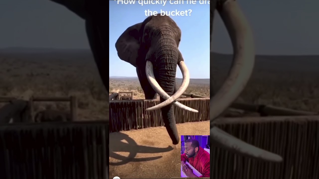 How fast do elephants drink?