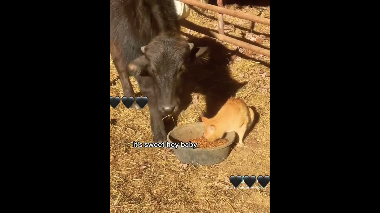 Odd couple #farmlife #animalfriendship #cow #cats #barn #tennessee #animals #subscribe #shorts