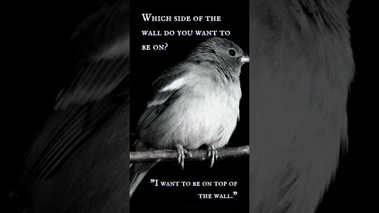 The Bird (Part II) - “I want to be on top of the wall.”