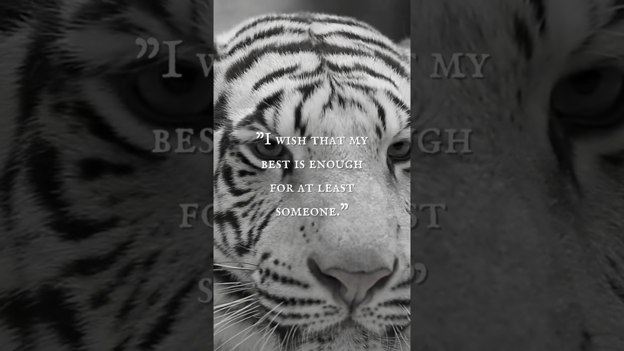 The White Tiger (Part IV) - “I wish that my best is enough for at least someone.”