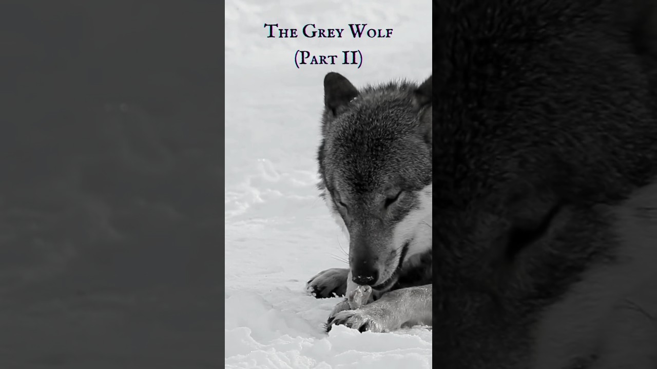The Grey Wolf (Part II) - “The side where love has an upward trajectory.”