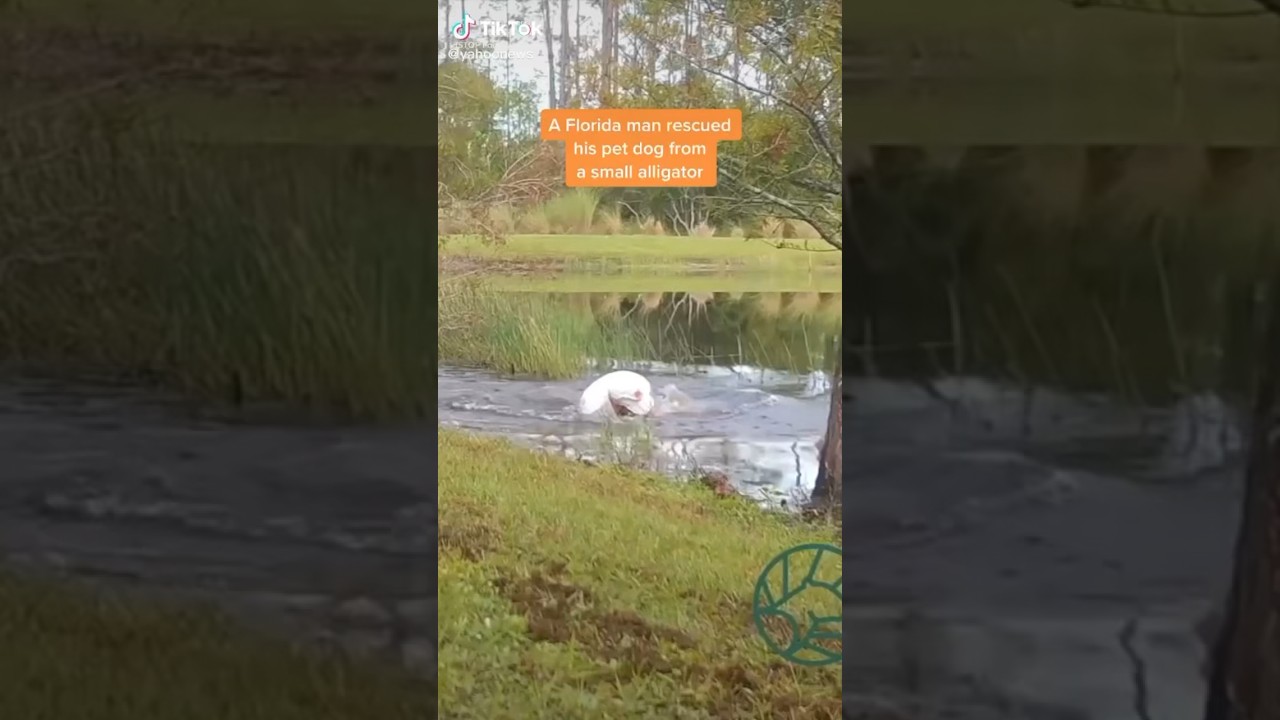 A Florida man saves his dog from an alligator 🤯