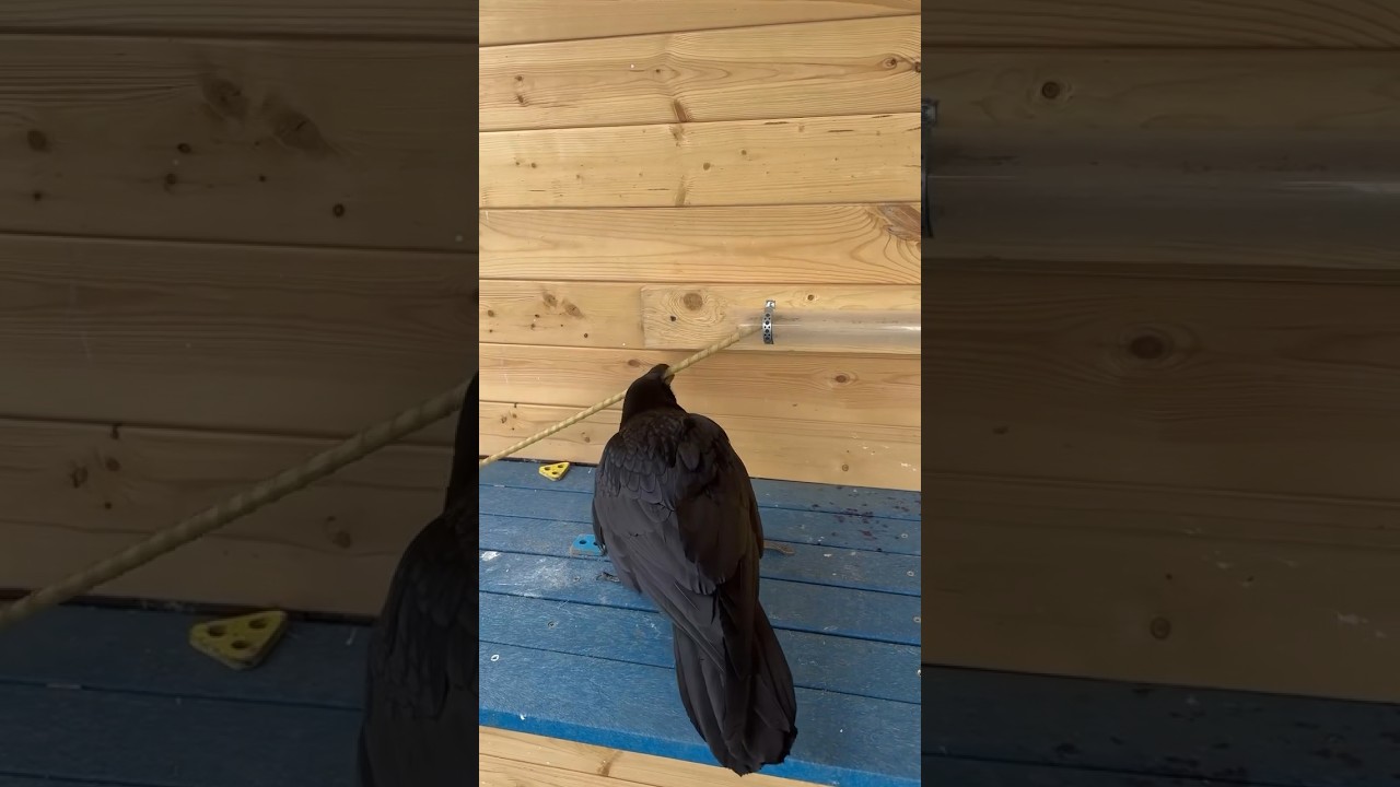This clever raven solves puzzle