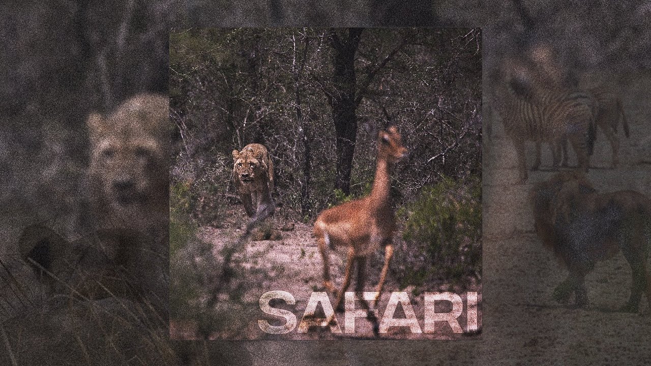 BedVajb x RI - Safari (VISUAL)