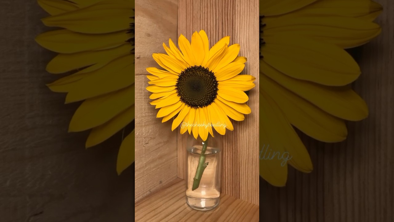 #JasonDeruloTV // Sunflower Timelapse Is So Satisfying Via the_cheeky_seeding #GladUCame
