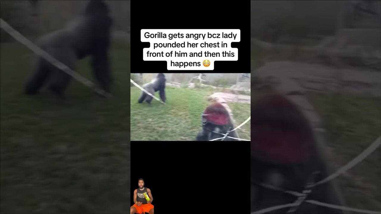 #JasonDeruloTV // Gorilla Get Angry bcz Lady Pounded Her Chest #WhenLoveSucks