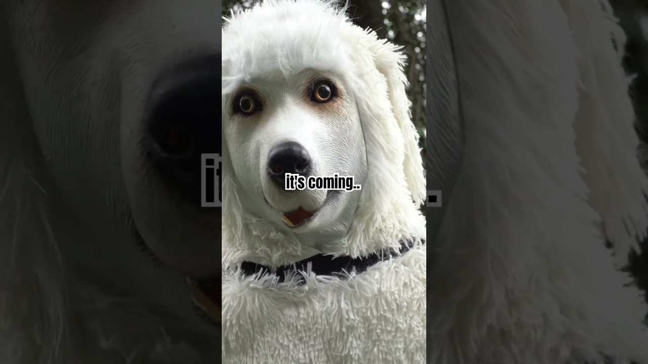 The best dog to exist 🐩😂 #shorts #shortsfeed #funnyvideo #dogs #comedyvideos
