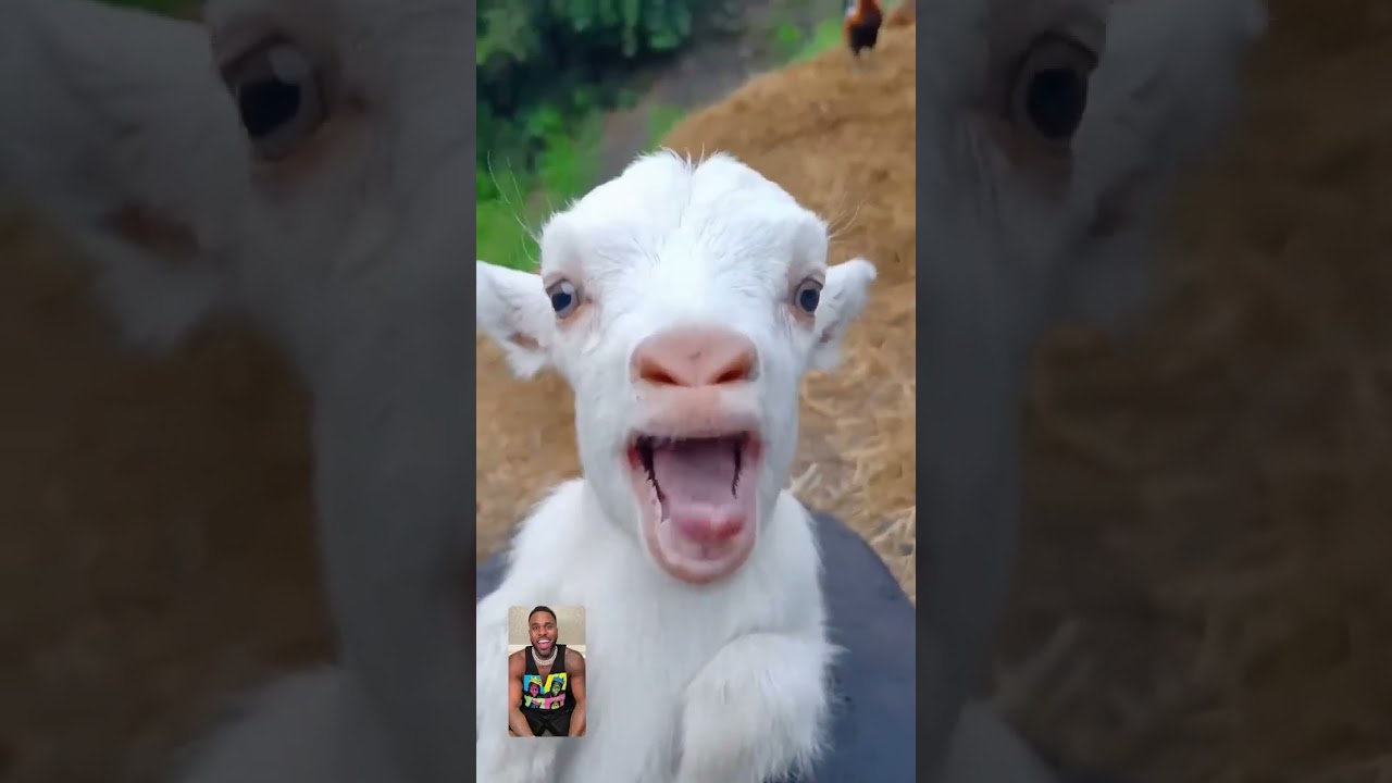#JasonDeruloTV // Baby Goat 🥹 @meryemdaganaokulu #BodyCount