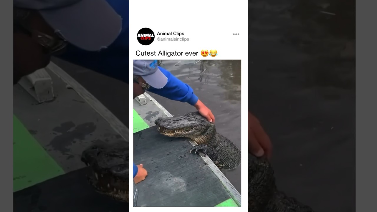#JasonDeruloTV // Cutest Alligator Ever 😂 Via animalsinclips #WhenLoveSucks