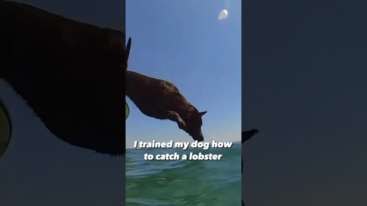 #JasonDeruloTV //Dog Catch A Lobster#GotPermissionToPost From @alexjschulze#SlowLow