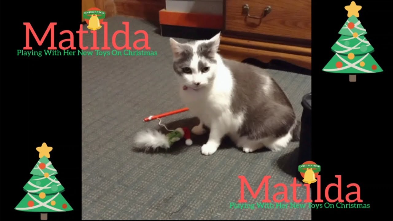 My Cat, Matilda Playing With Her New Toys On Christmas