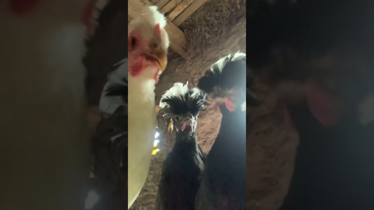 Damn this Don Dada keep comin in xD #funnychickens  #funnychickenvideos