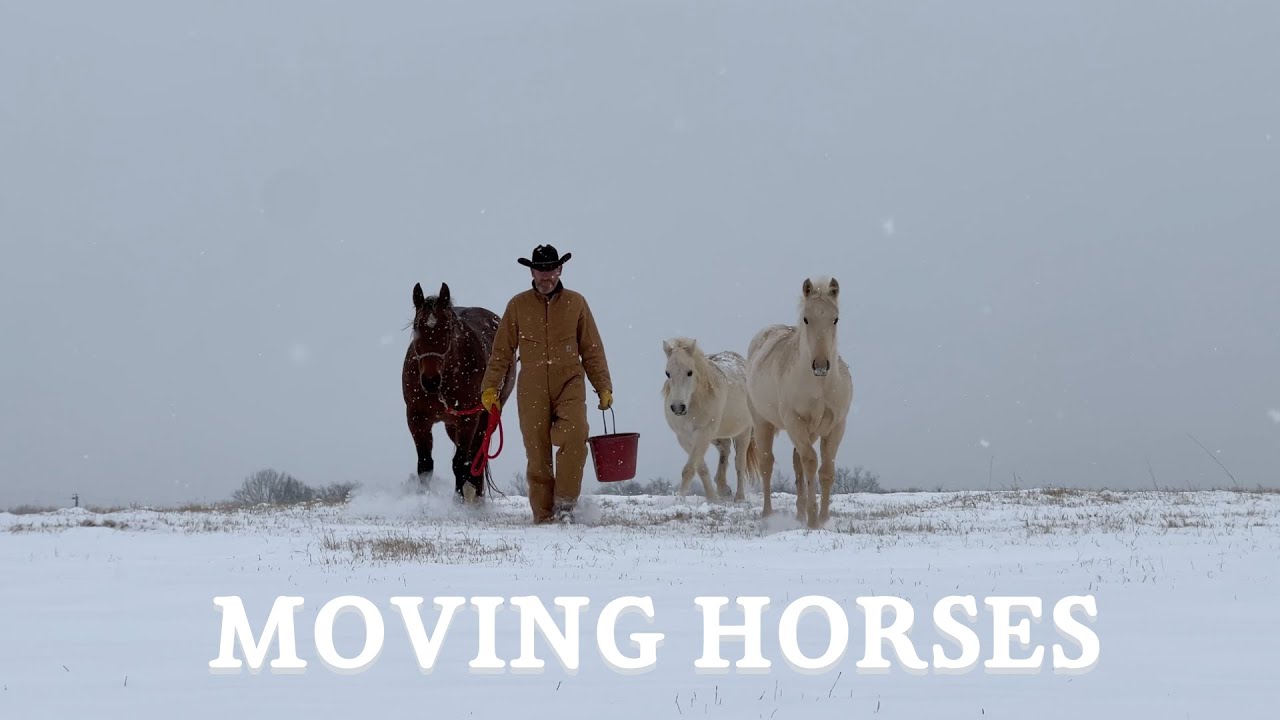 moving horses