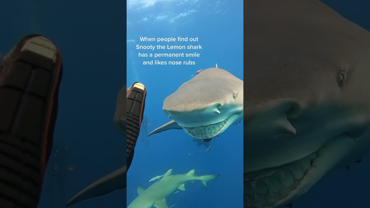 #JasonDeruloTV // Do You Like Sharks?#GotPermissionToPost From @oceanraysphotography #SlowLow