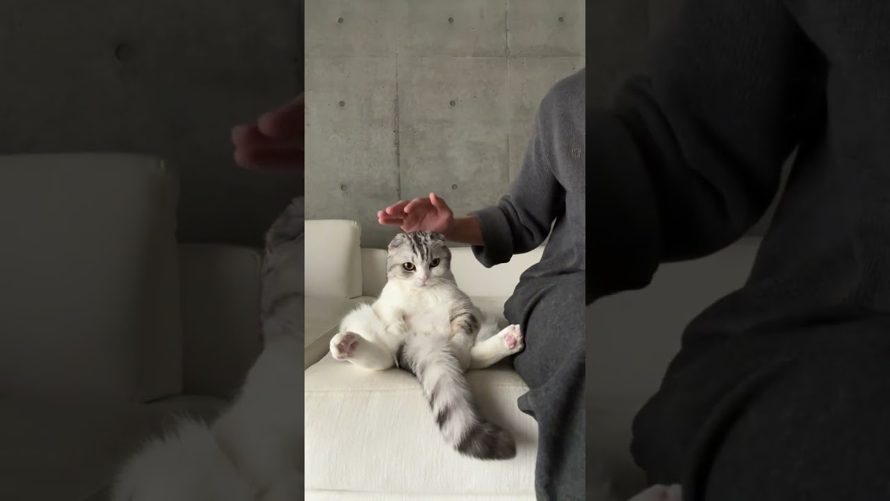 #JasonDeruloTV // Cute Cat #GotPermissionToPost From @muu_daybyday #SlowLow