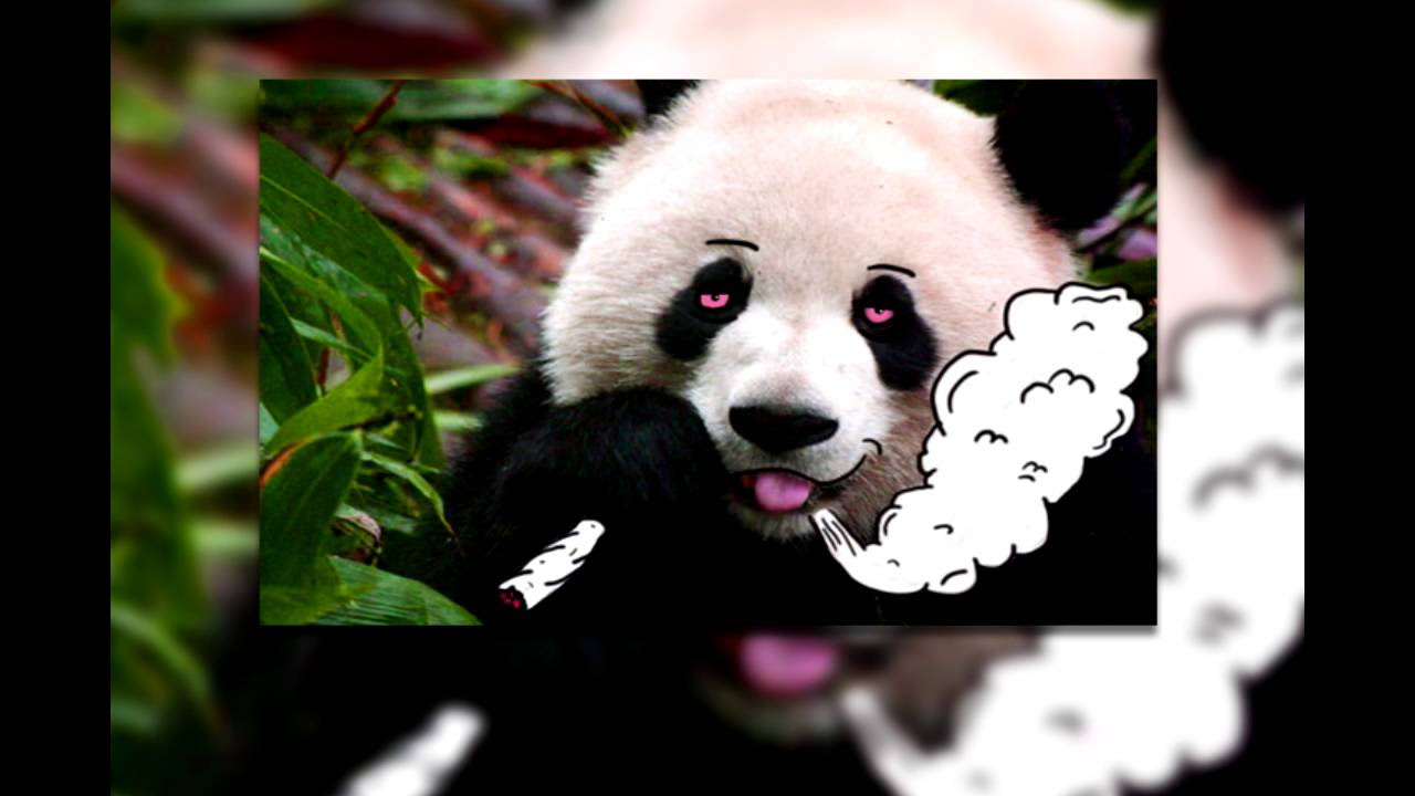 Szamz "Panda" (Remix)