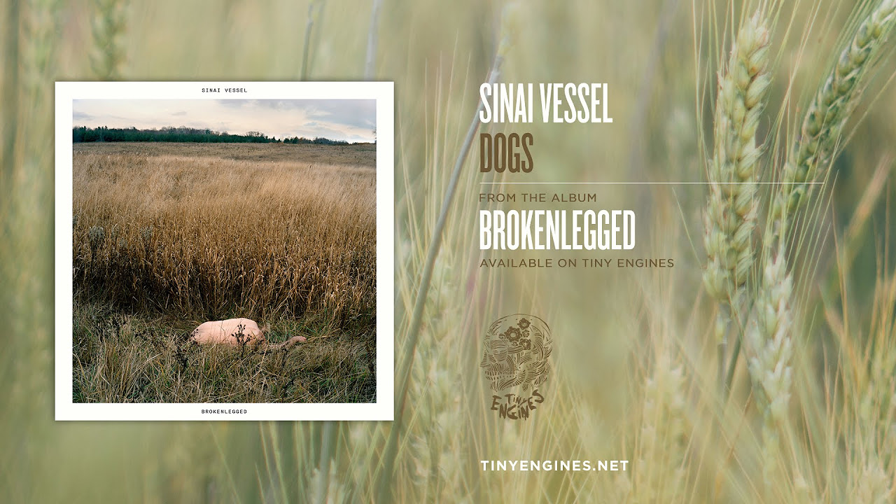 Sinai Vessel - Dogs
