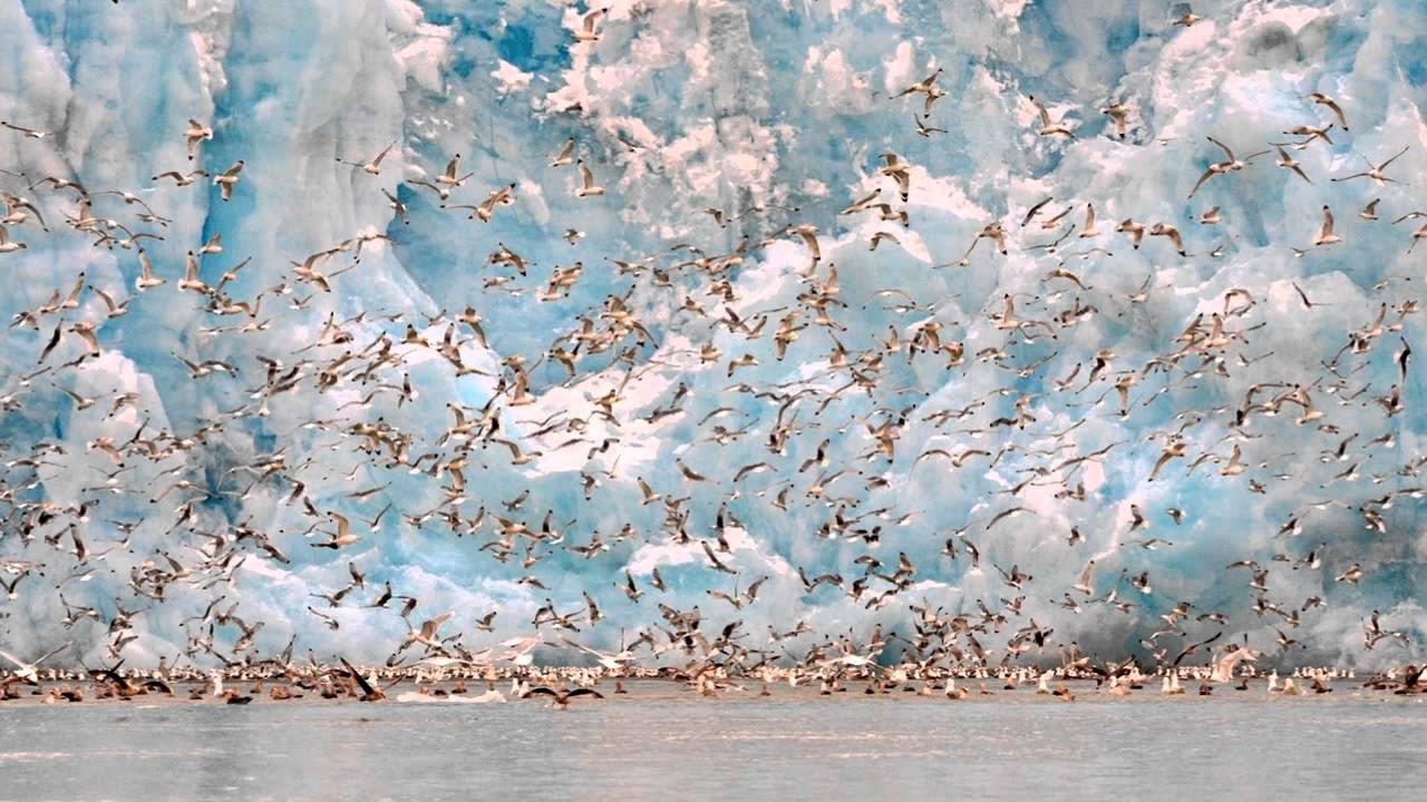 Einojuhani Rautavaara: Concerto for Birds and Orchestra “Cantus Arcticus”, Op. 61
