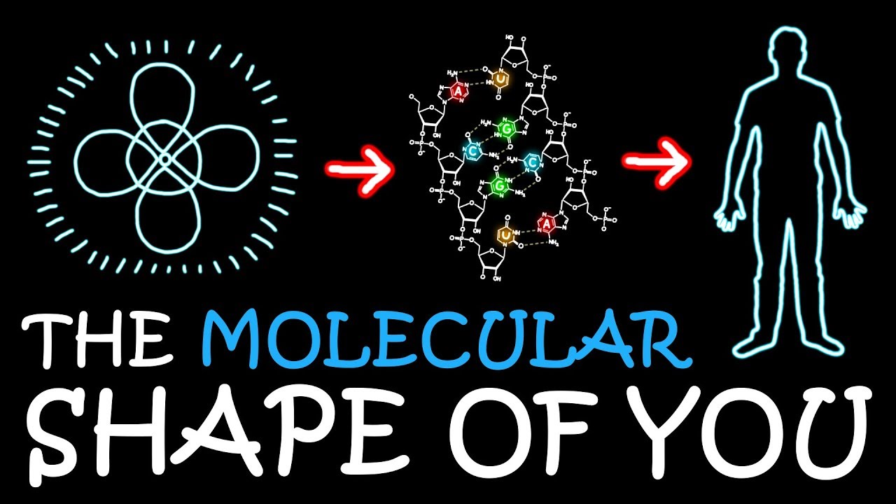 The Molecular Shape of You (Ed Sheeran Parody) | A Capella Science
