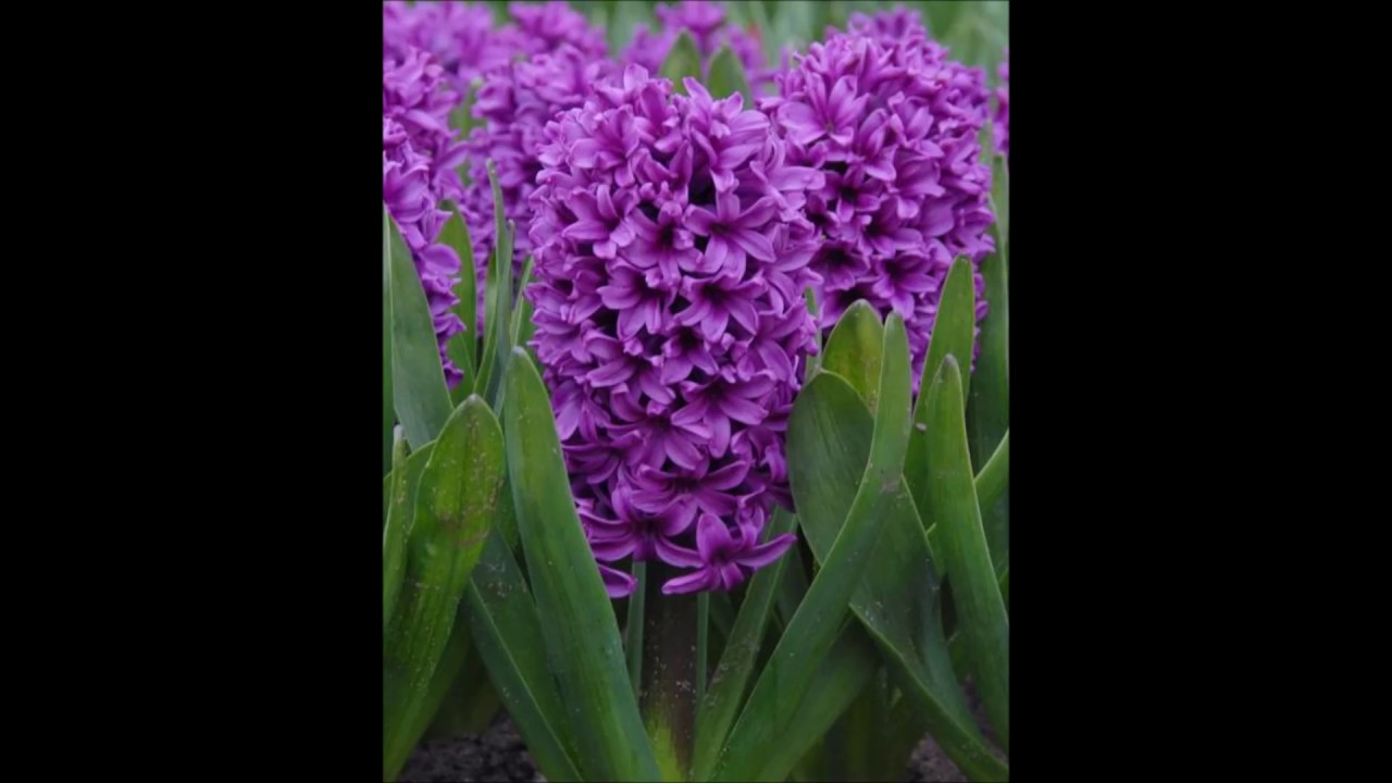 JFKray - Hyacinth ( Madlib - More Rice )