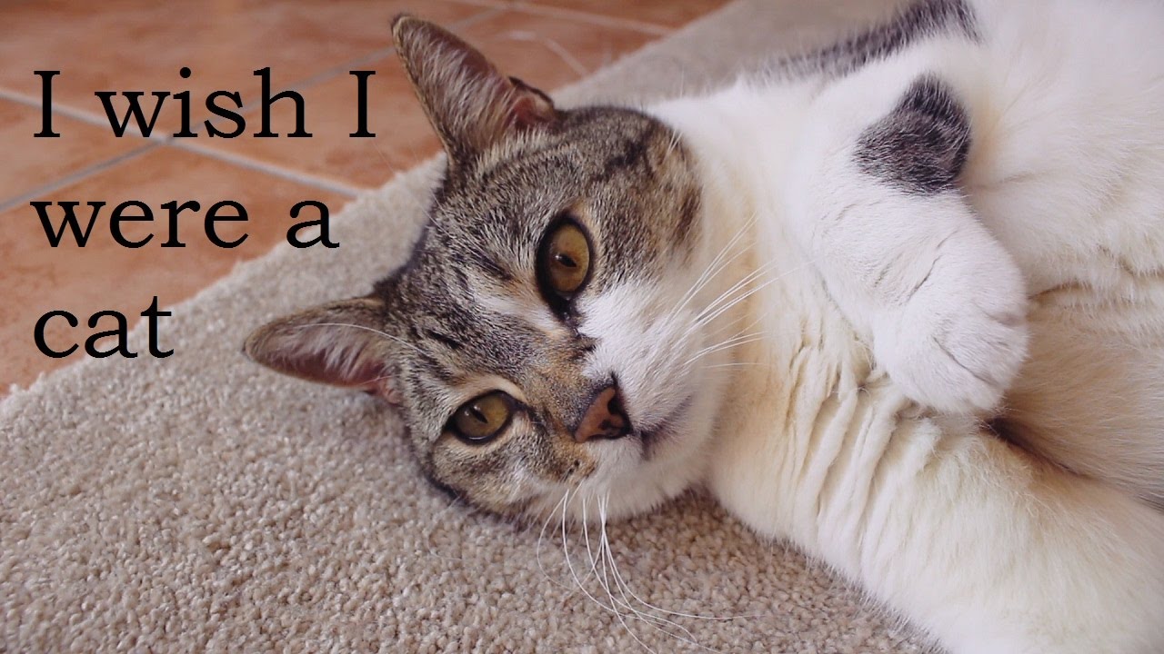 I wish I were a Cat - Peppermint Ollie (Original)
