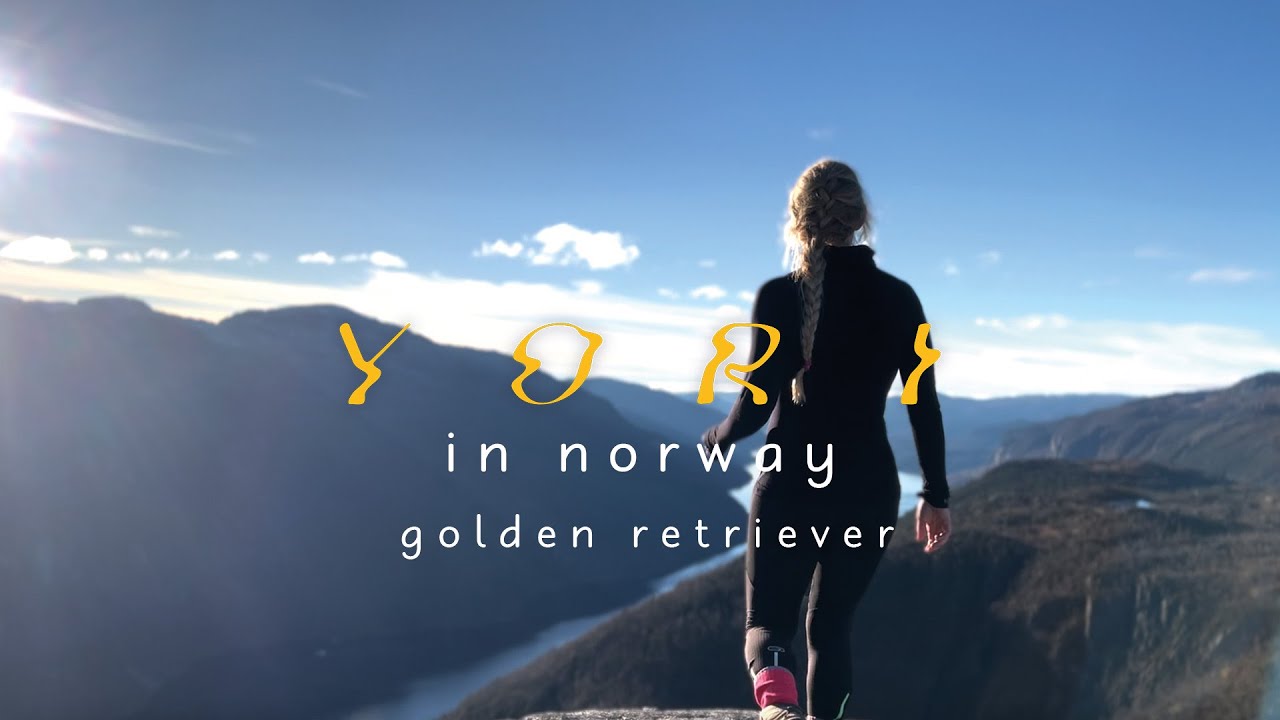 Yori - Chasing Fjords: Yori's Adventures 3 - Golden Retriever