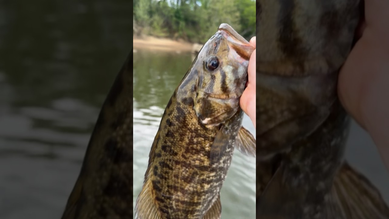 Heaven is a 4lb small mouth on the Cumberland #fishing #smallmouthbassfishing #bassfishing #bigbass