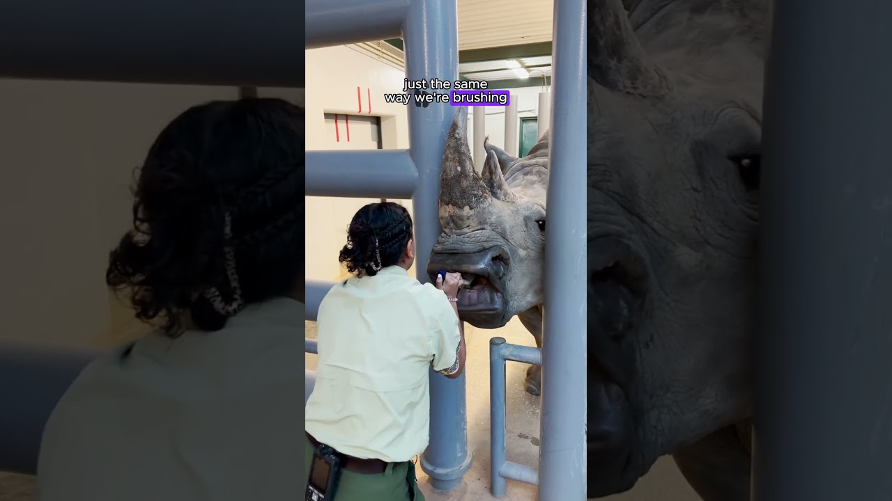 Don’t mind us, just casually cleaning #Rhino teeth 🦏🦷 #EarthMonth #AnimalKingdom #DisneyCastLife