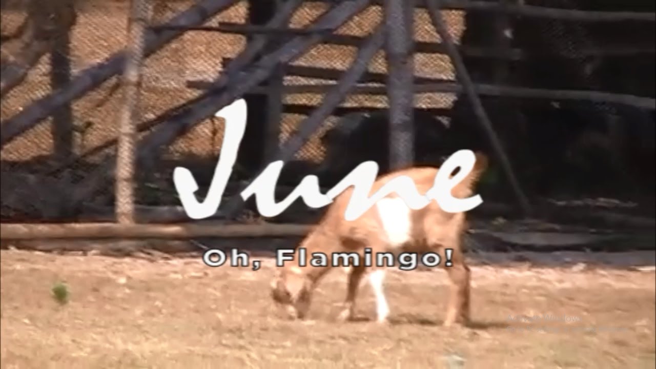 Oh, Flamingo! - June [Demo] [Official Lyric Video]