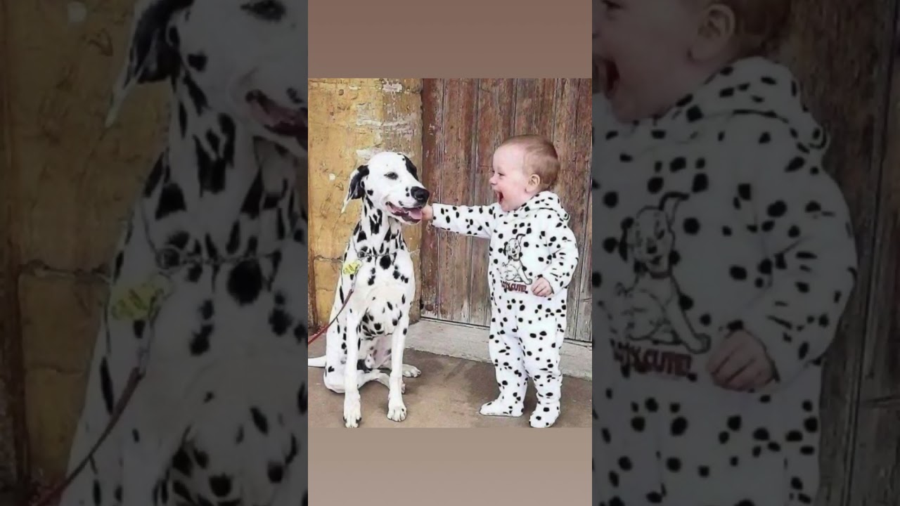 The best of buddies, dogs dalmatian