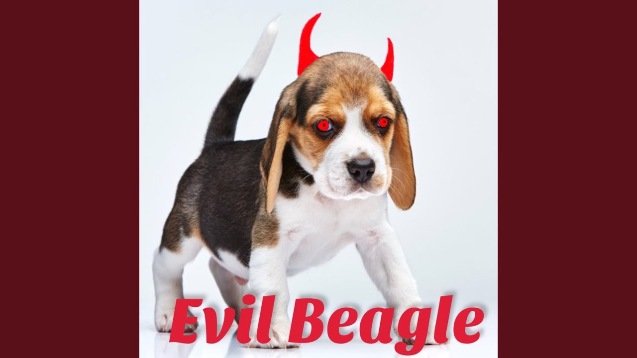 Evil Beagle