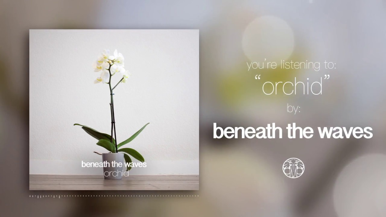 "Orchid"- Alex Owens (Stream Video)