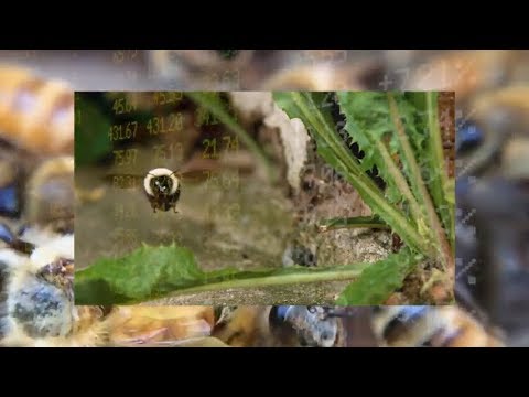 ALASKALASKA - Bees