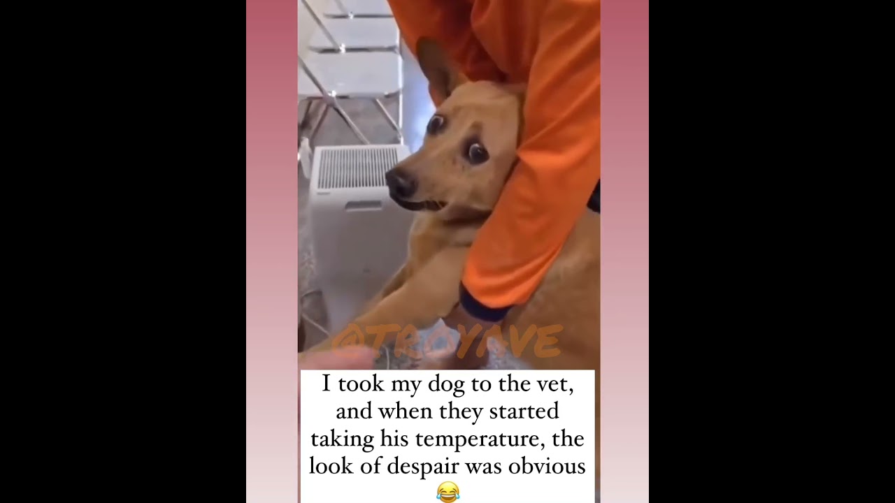 Doggy was't feelin that #viral #funny #dog