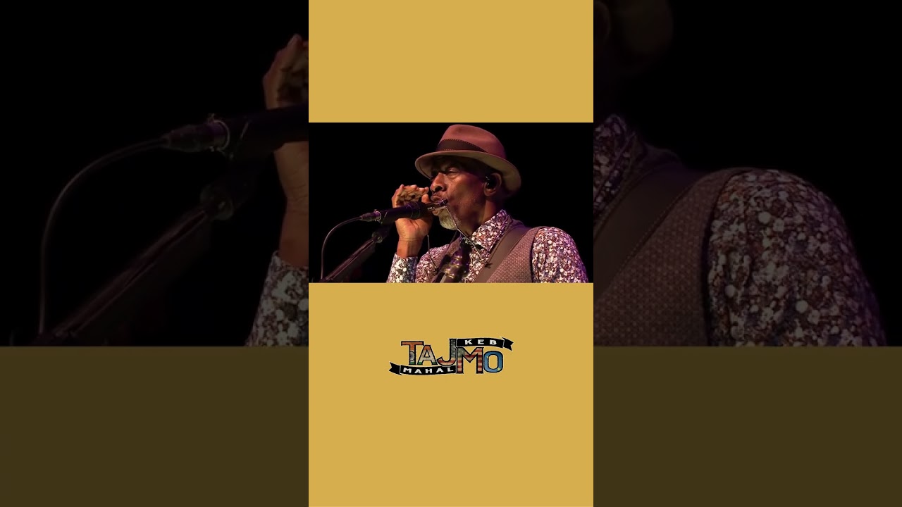 TajMo - Queen Bee (Live at Philly Folk Fest 2017)